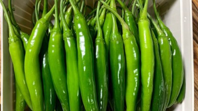 🌶️ 핵매운 풋고추 득템 후기! 가격 & 할인 꿀팁까지 대방출